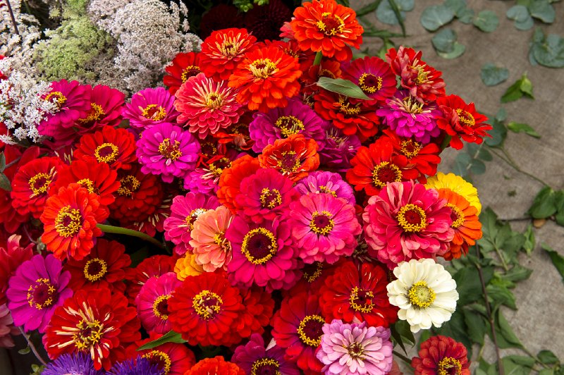 20150827_143232 D3S.jpg - Flowers, Farmer's Market, Portland, OR